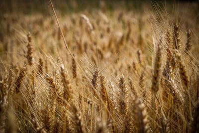 agriculture