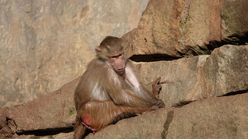 Monkey sitting on rock