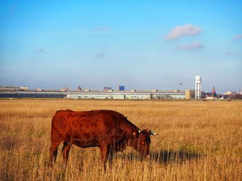 Horse in a field