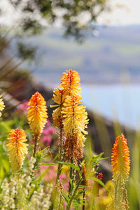 Close-up of yellow flowering plant