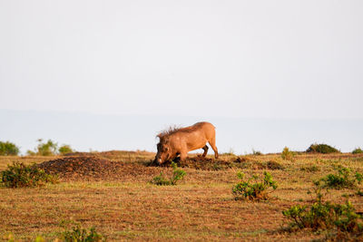 Horse grazing on field against clear sky