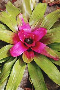 Close-up of wet pink flower