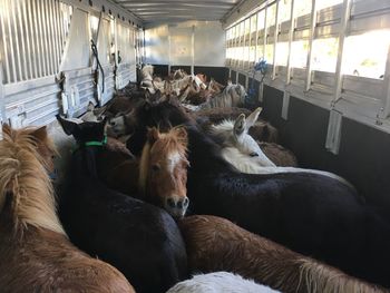 Horses in trailer 