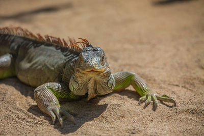 Portrait of iguana on ground