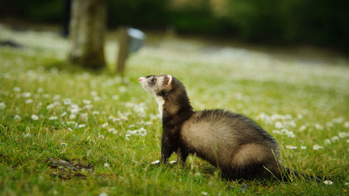 Close-up of ferret on grassy field