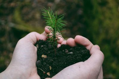 Close-up of man holding plant