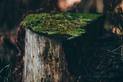 Close-up of tree trunk