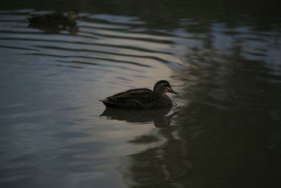 Duck swimming in lake