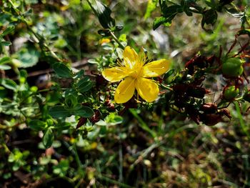 Close-up of yellow flowering plant