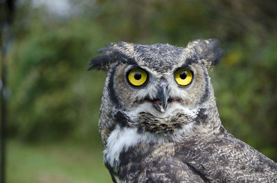 Close-up of great horned owl