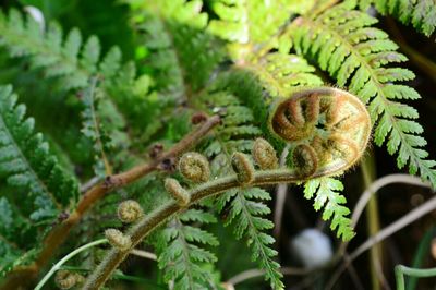 Close-up of plant