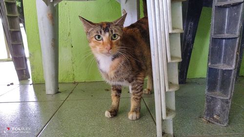 Portrait of cat standing on floor