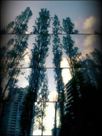 Reflection of trees in water