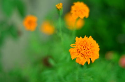 Close-up of orange marigold flower