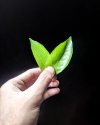 Cropped hand holding leaf against black background