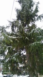 Low angle view of trees against sky