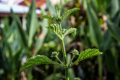 Close-up of fresh green plant