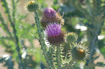 Close-up of purple flower