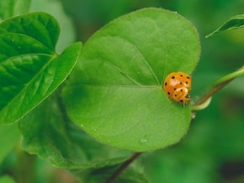 Close-up of ladybug on leaf