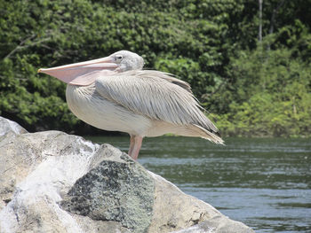 African pelican