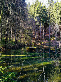 Scenic view of lake in forest