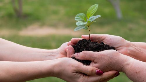 Cropped image of woman holding plant