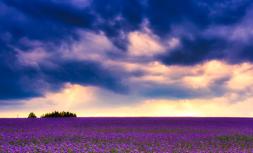 Purple flowering plants on field against sky during sunset