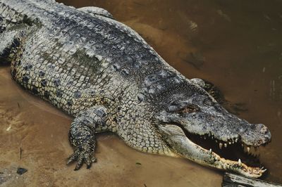 Close-up of alligator in shallow water