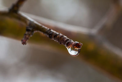 Close-up of water drops on twig