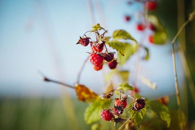 Close-up of red berries on plant