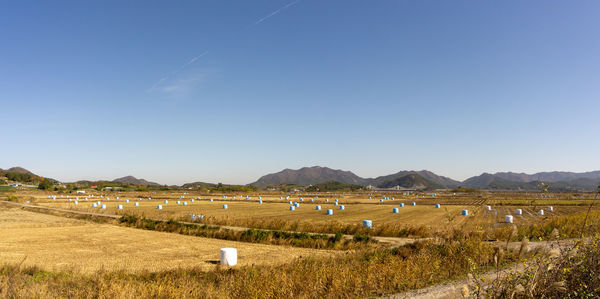 Scenic view of agricultural field against sky