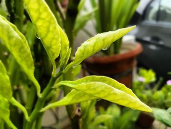 Close-up of fresh green plant