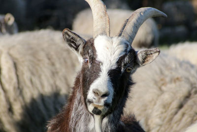 Close-up portrait of goat