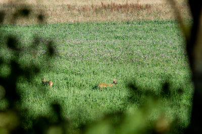 Scenic view of green field