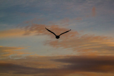 Close-up of bird flying against sky