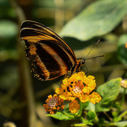 animal wildlife