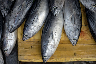 High angle view of fish in market