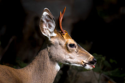 Close-up of deer