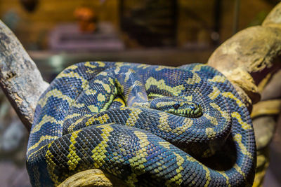 Close-up of lizard in zoo