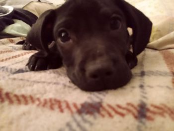 Close-up portrait of puppy relaxing on bed