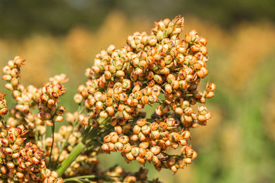 Close up millet or sorghum in field of feed for livestock. farming, glutinous