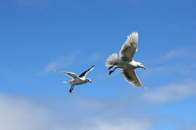 Low angle view of seagulls flying