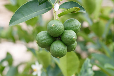 Close-up of berries growing on tree