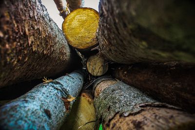 Stack of logs in tree