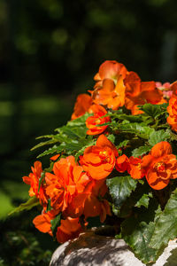 Close-up of marigold blooming outdoors