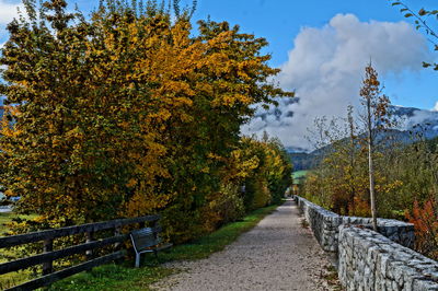Narrow pathway along trees in park