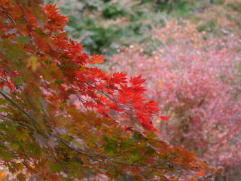 Close-up of red maple leaves on tree