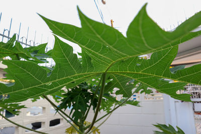 Close-up of green leaves