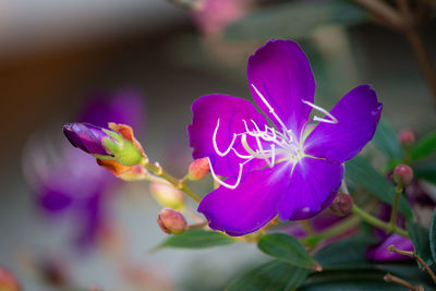 Close-up of purple flowering plant blooming outdoors