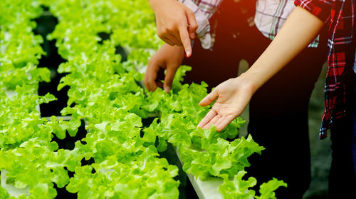 Midsection of person holding plant